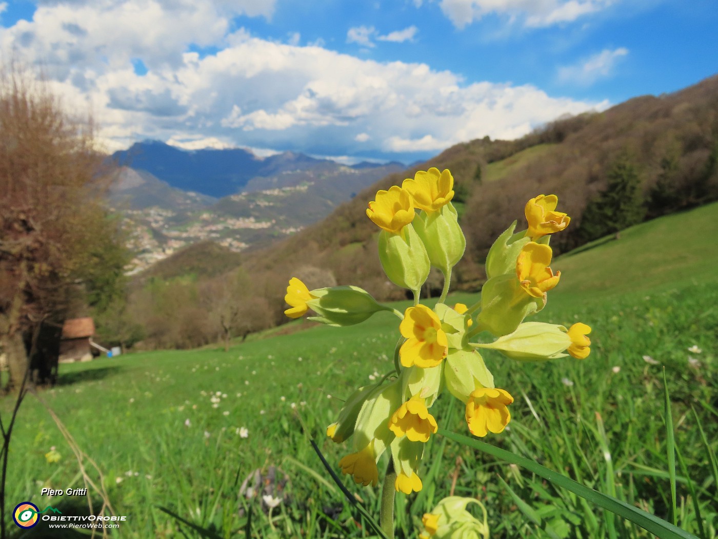 73 Bella questa primula non comune.JPG